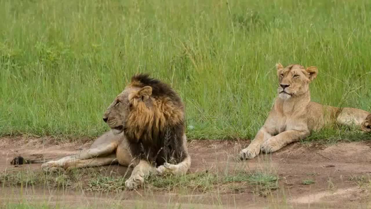 最残暴的狮王:坏男孩t先生,也有守护狮群的温情时刻