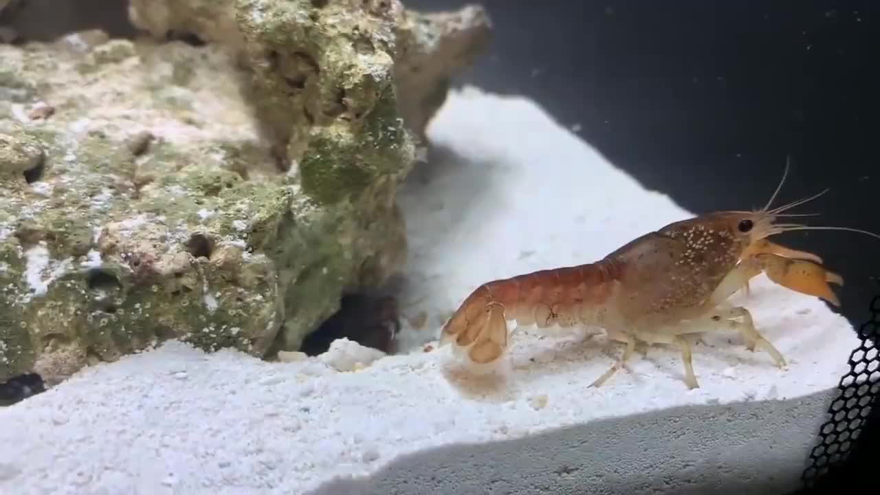 螳螂虾遇到小龙虾,场面太刺激!不愧被称为虾中王者!