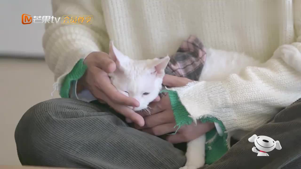 朋友请听好:何炅在线教育"点点",哪有猫咪吃大饼的?太萌了!