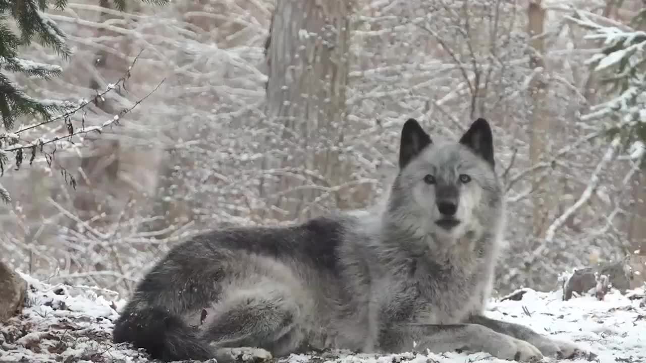 胆大包天饿急眼北美灰狼闯村庄狩猎家犬