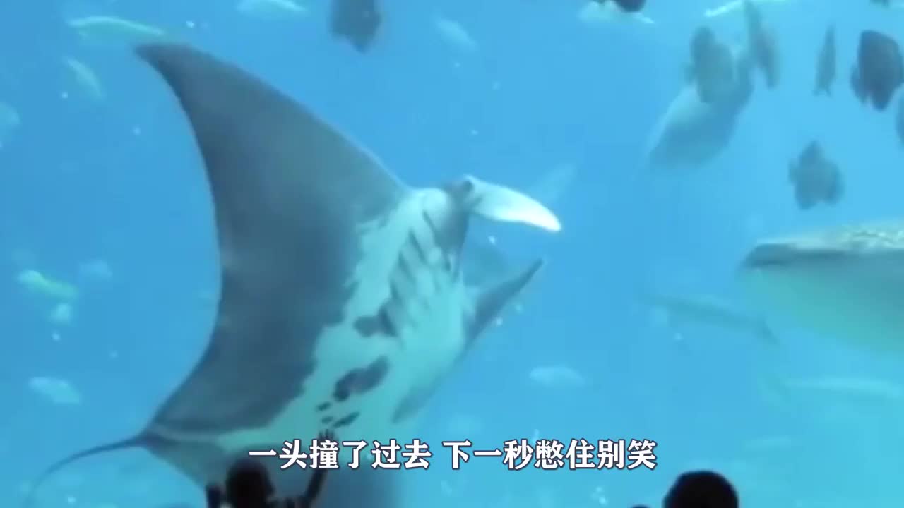 ca43-9a08df3875c60b4ea69a2621f7c83ab2.jpg