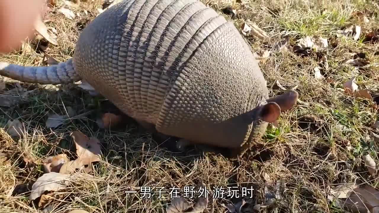 男子发现奇怪动物堪称钻地小能手5秒就消失不见了