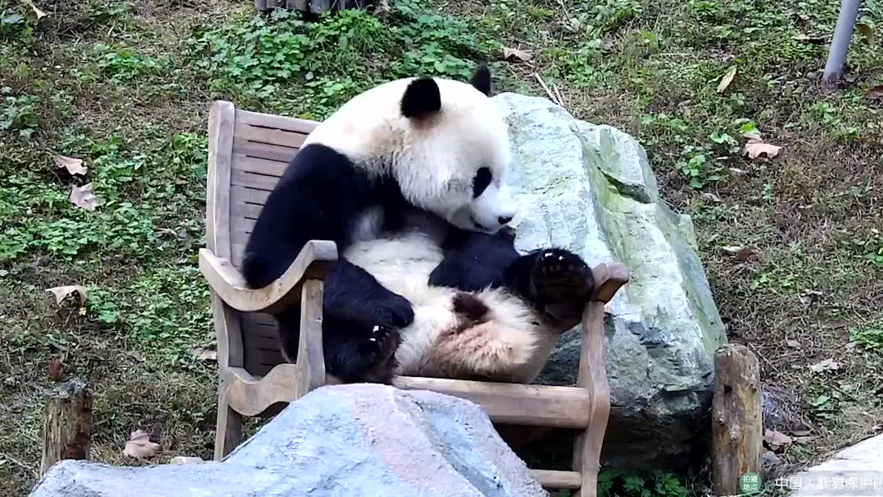 大熊猫得到摇椅,舒服坐在椅子上翘二郎腿,网友:隔壁家二大爷!