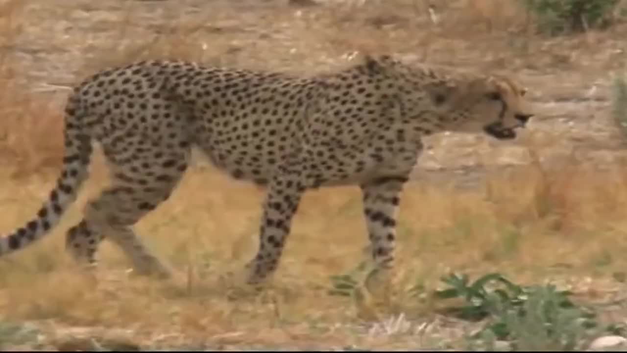 猎豹正在追逐疣猪,怎料疣猪一个“急刹车”,结果反追起了猎豹!