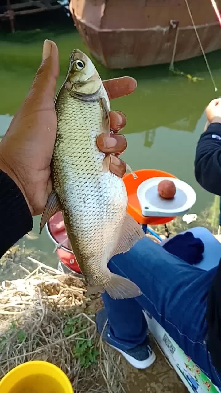 翘嘴鱼上岸了,来看看吧