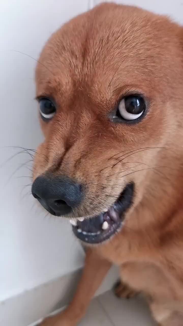 铲屎官忘情歌唱,狗狗龇牙咧嘴,这是有啥意见吗?