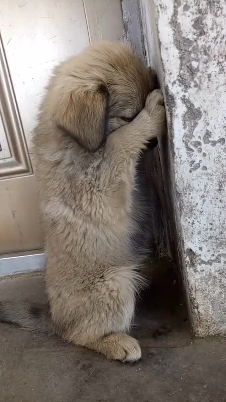 狗狗犯错误让它去墙角罚站居然还敢偷看