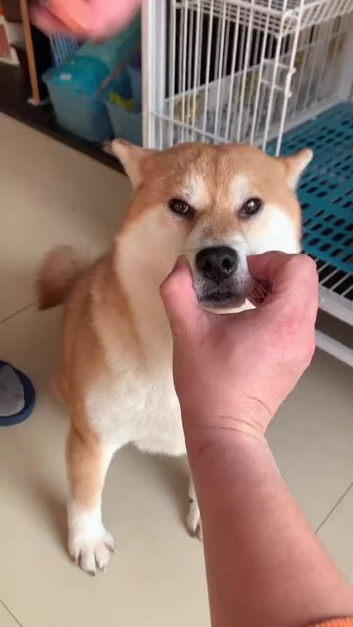 柴犬有你真好傻狗就是傻狗