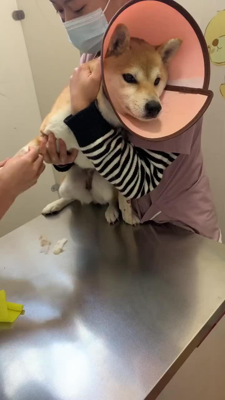 柴犬打针的样子,太可爱了!