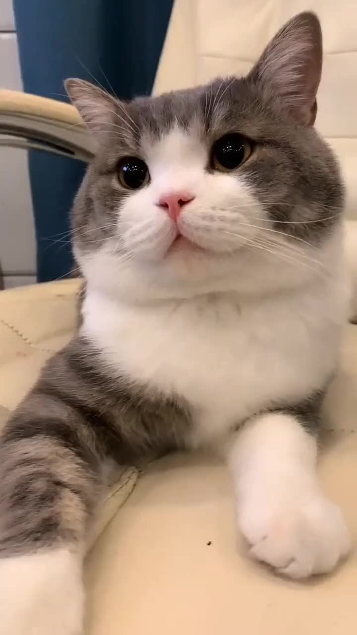 铲屎官又来祸害小土豆了如果养猫不是用来玩的那将毫无意义