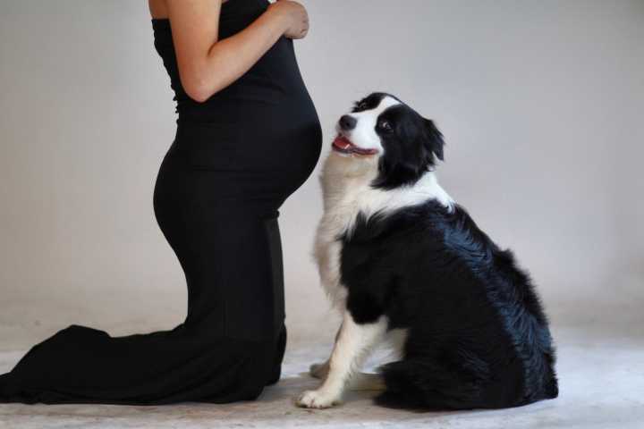 养狗竟然对孕妇和婴幼儿有这么大的影响院士竟然说养狗要趁早