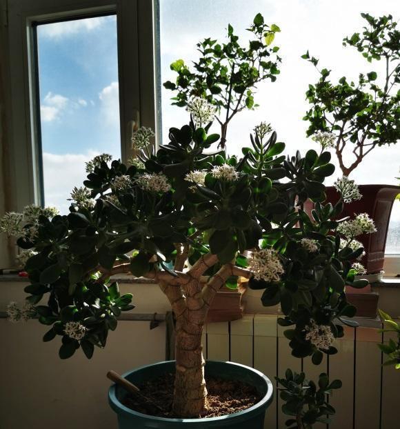 新的一年,给玉树"剃剃头",主干长得更粗,侧枝还能扦插_高清图集_新浪