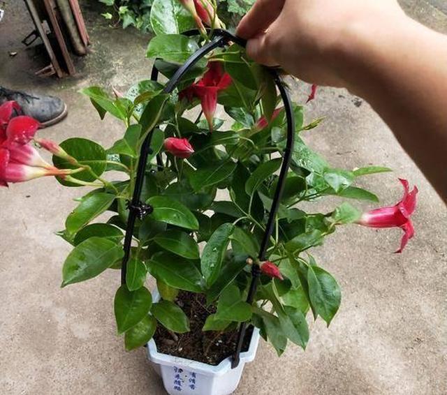 飘香藤不开花改掉3个臭毛病四季开花不断越开越旺花瀑布