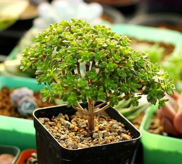 怎么养好多肉小人祭光照越足叶色越美长成树状