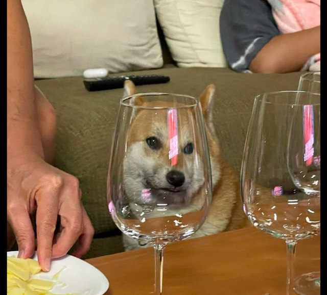 柴犬透过红酒杯看主人,脸都变形了,吓得它都不敢动:怎么回事?