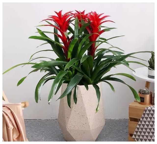 10月19日家中栽种这些富贵花 万事如意 美梦成真 10月19日家中栽种这些富贵花 万事如意 美梦成真