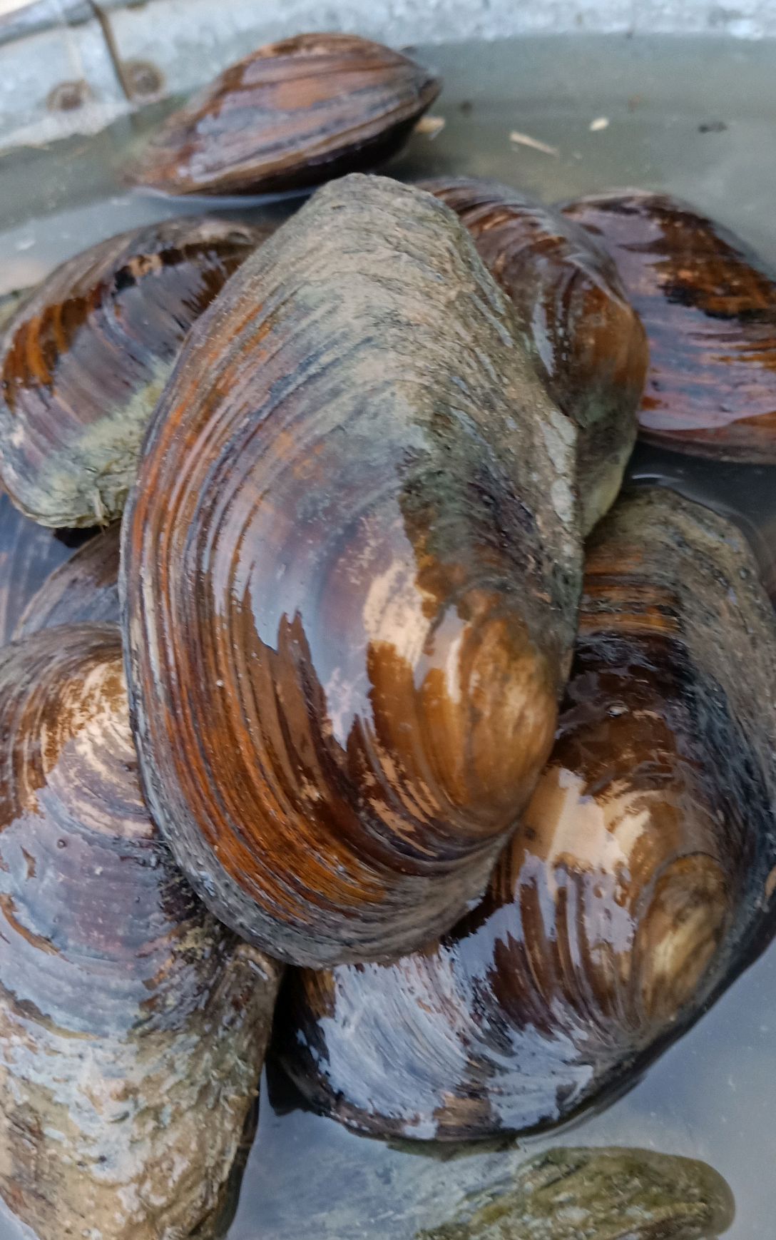 今天带大家了解下河蚌