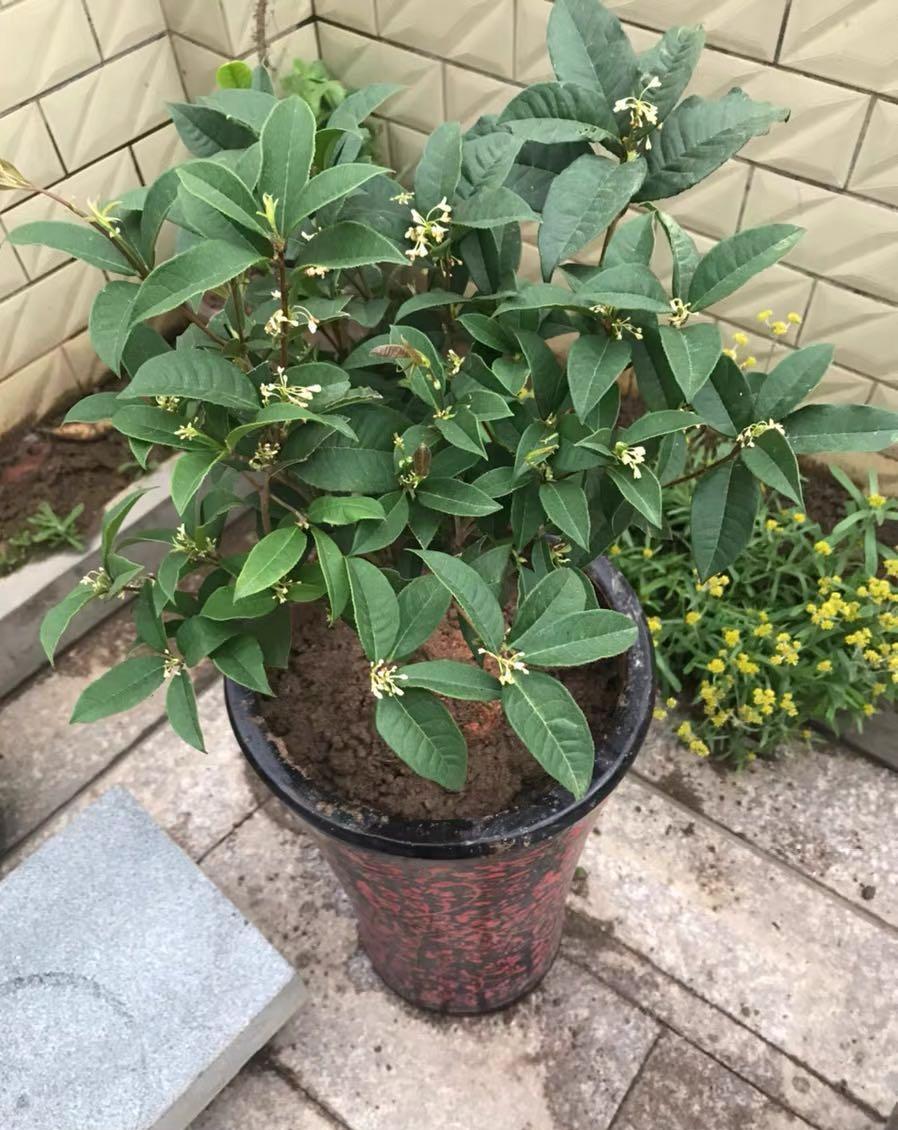 四季桂春天发芽,想让它开花多,3件事不能落,少做了不开花