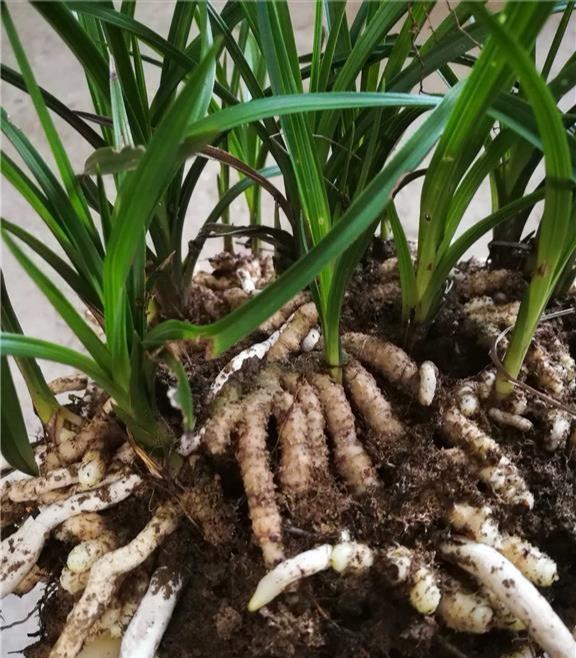 怎样区分"下山"兰花?弄清这2点,新手兰友不吃亏