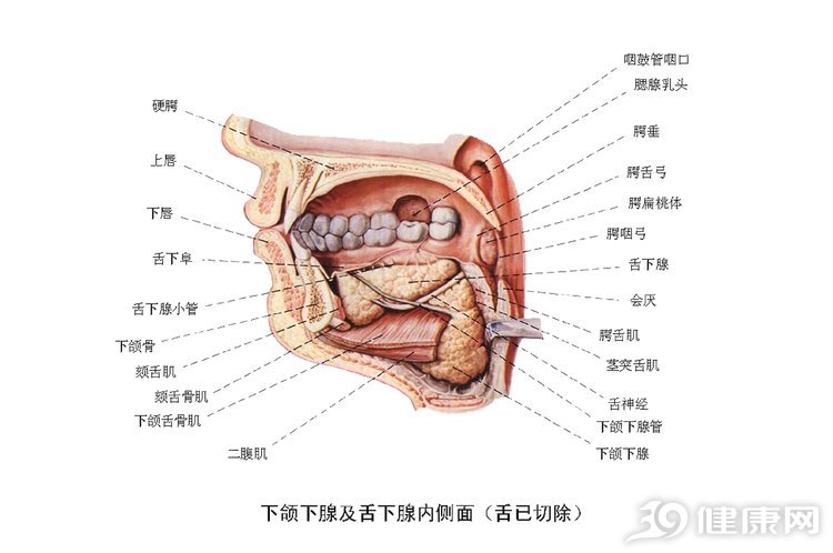 咽鼓管咽口图片