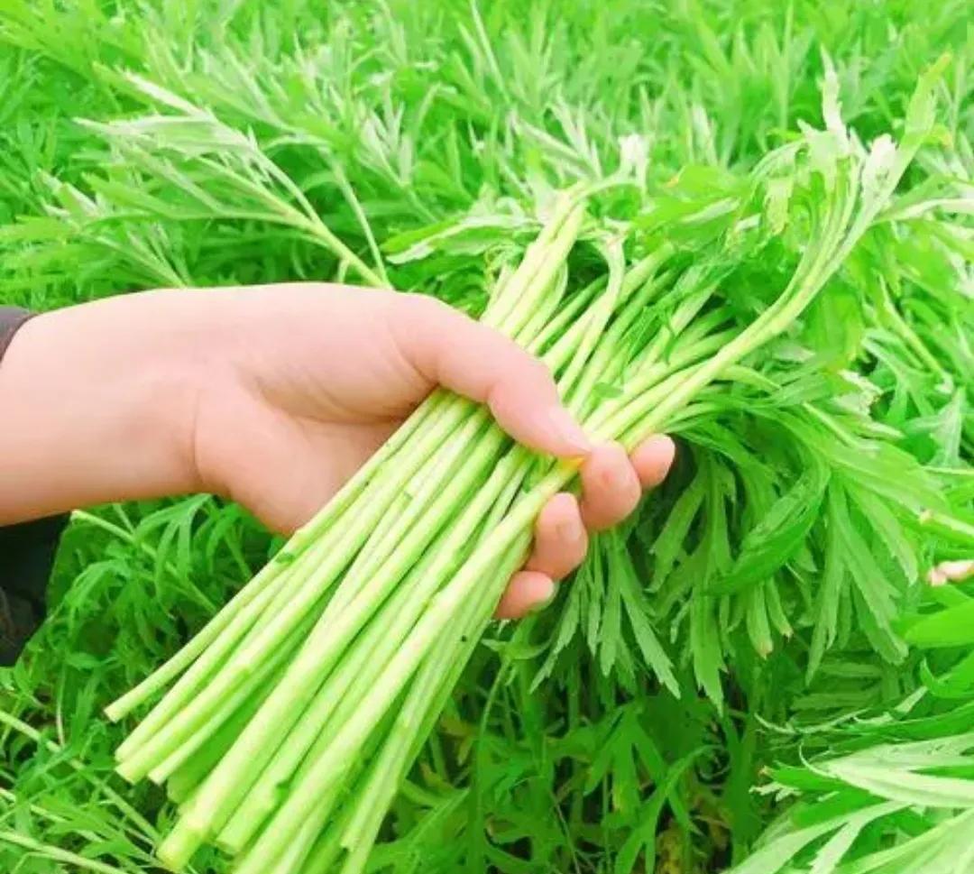 春季享用泥蒿菜