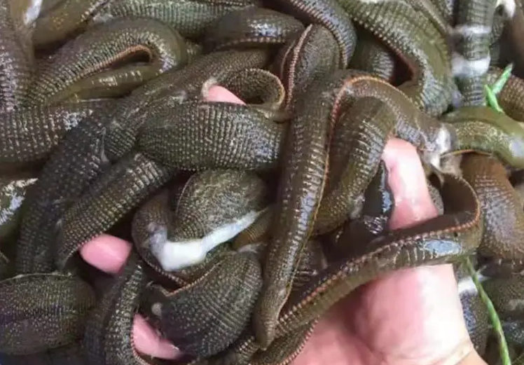 从现实考虑不要食用以免感染寄生虫|蚂蟥|水蛭|寄生虫_新浪新闻