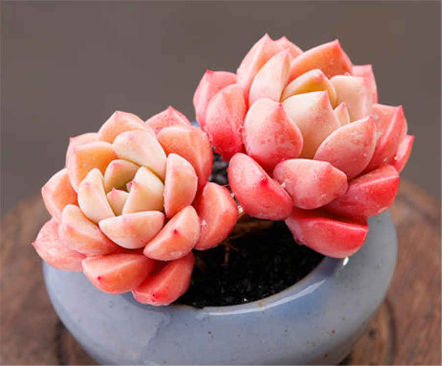 1种多肉名字美外形更美,橙中带粉,温暖灵动,爆盆简单上色快_高清图集