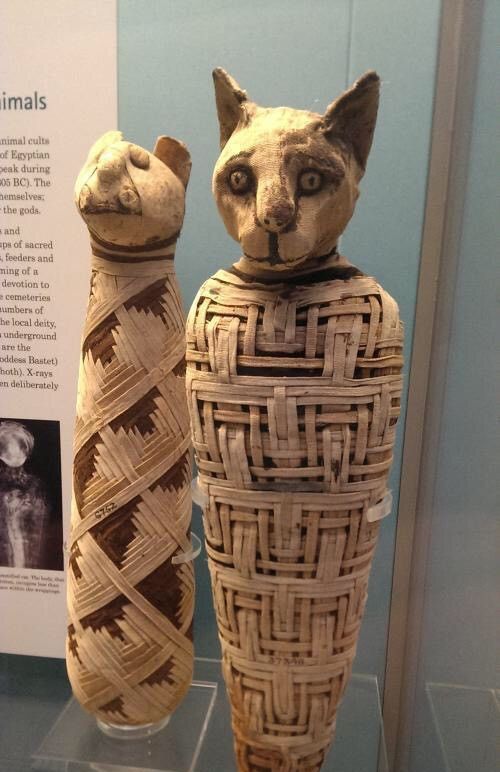 古埃及人认为动物是神灵沟通的信使:一系列动物木乃伊