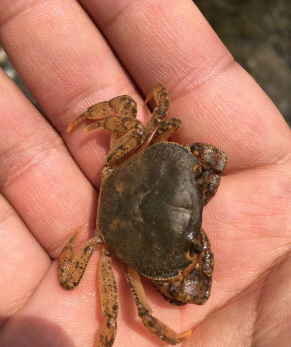 山里的螃蟹能吃吗?贵州深山溪流里,一种"山螃蟹"数量极多