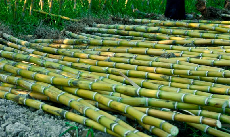 新鲜的青甘蔗,还带着自然的清香和阳光的味道,清理干净后,就将其送入