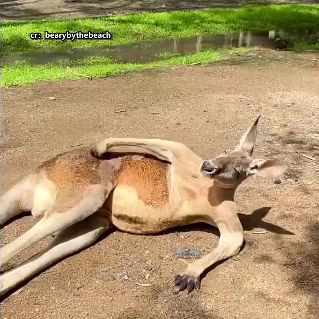 澳大利亚袋鼠成精,边晒太阳边挠痒痒像人一样!