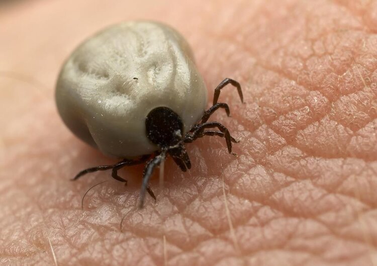 蜱虫属于寄螨目,蜱总科,看外形有点像米虫般大小,但它可不比米虫"温和