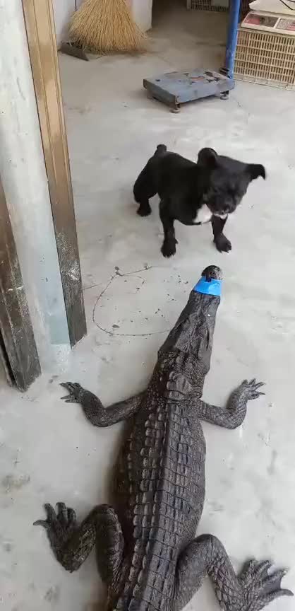 鳄鱼跟狗大战接下来这小狗真猖狂