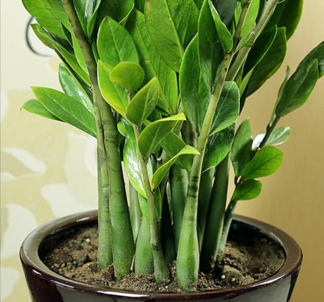 金钱树不冒新芽平时少做4件事改正养护方法长势旺盛