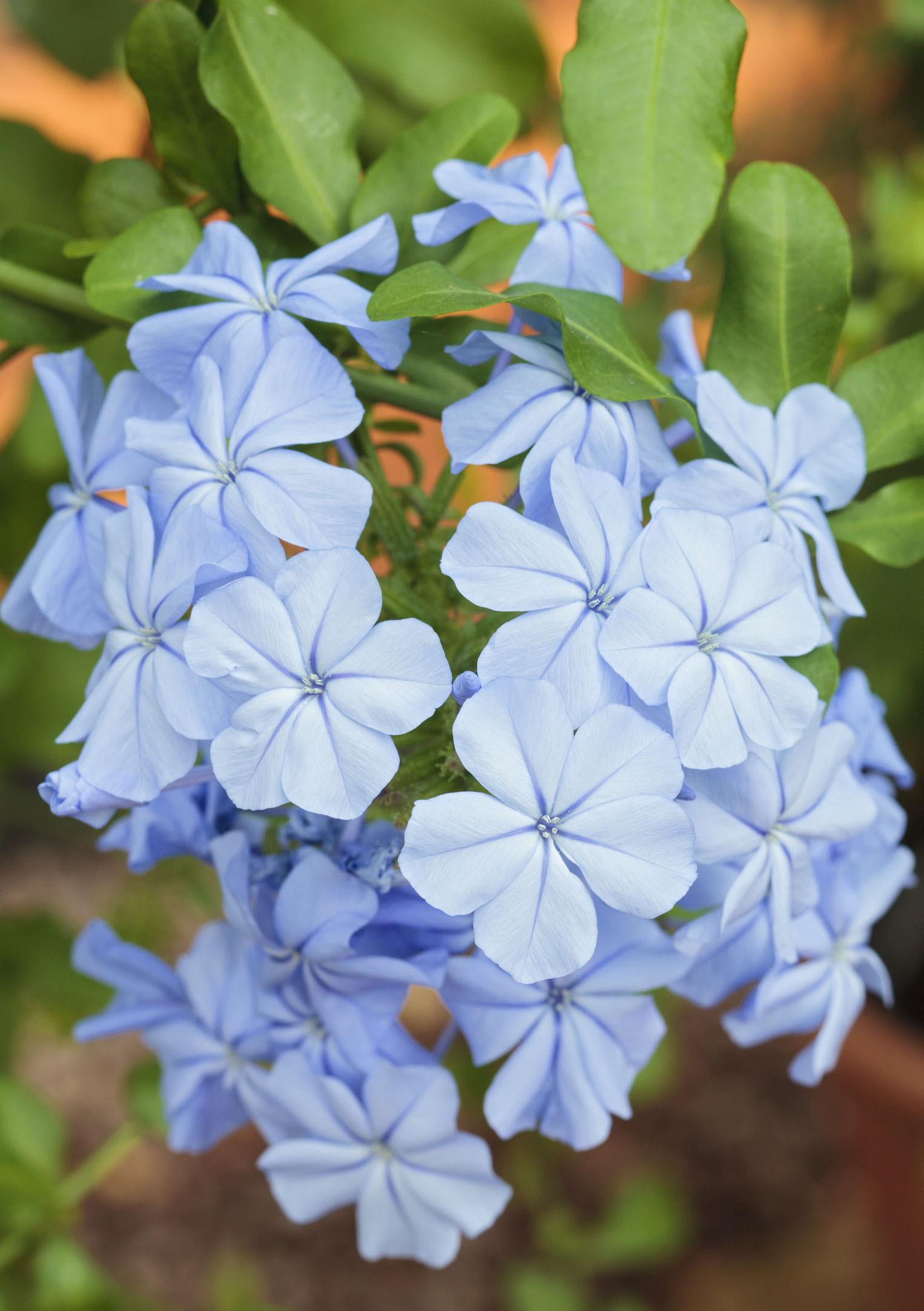 想让蓝雪花快点变成"蓝雪球",3月这样养,4月就能冒花朵