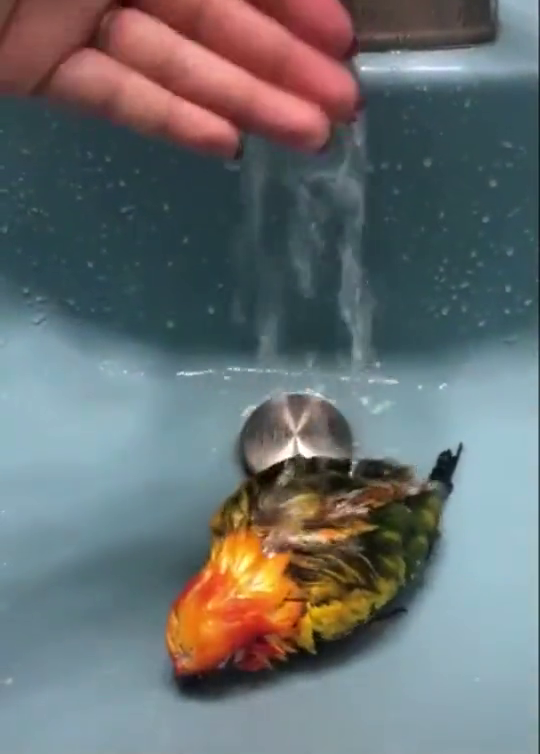 主人给小鸟洗澡,接下来一幕真是太可爱了,网友成精了