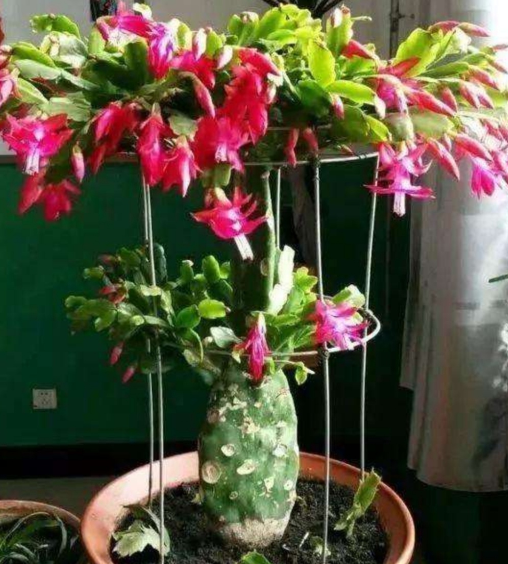 仙人掌嫁接蟹爪兰,掌握好方法,成活率高,开花更美丽__财经头条