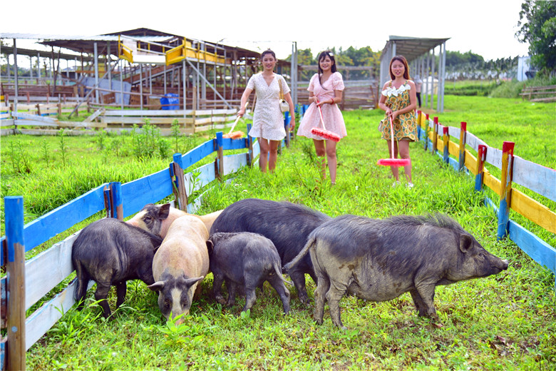 广州幸福田园犇牛牧场推出赶猪项目，体验“猪