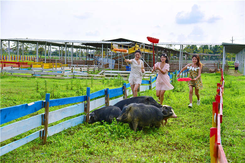 广州幸福田园犇牛牧场推出赶猪项目，体验“猪