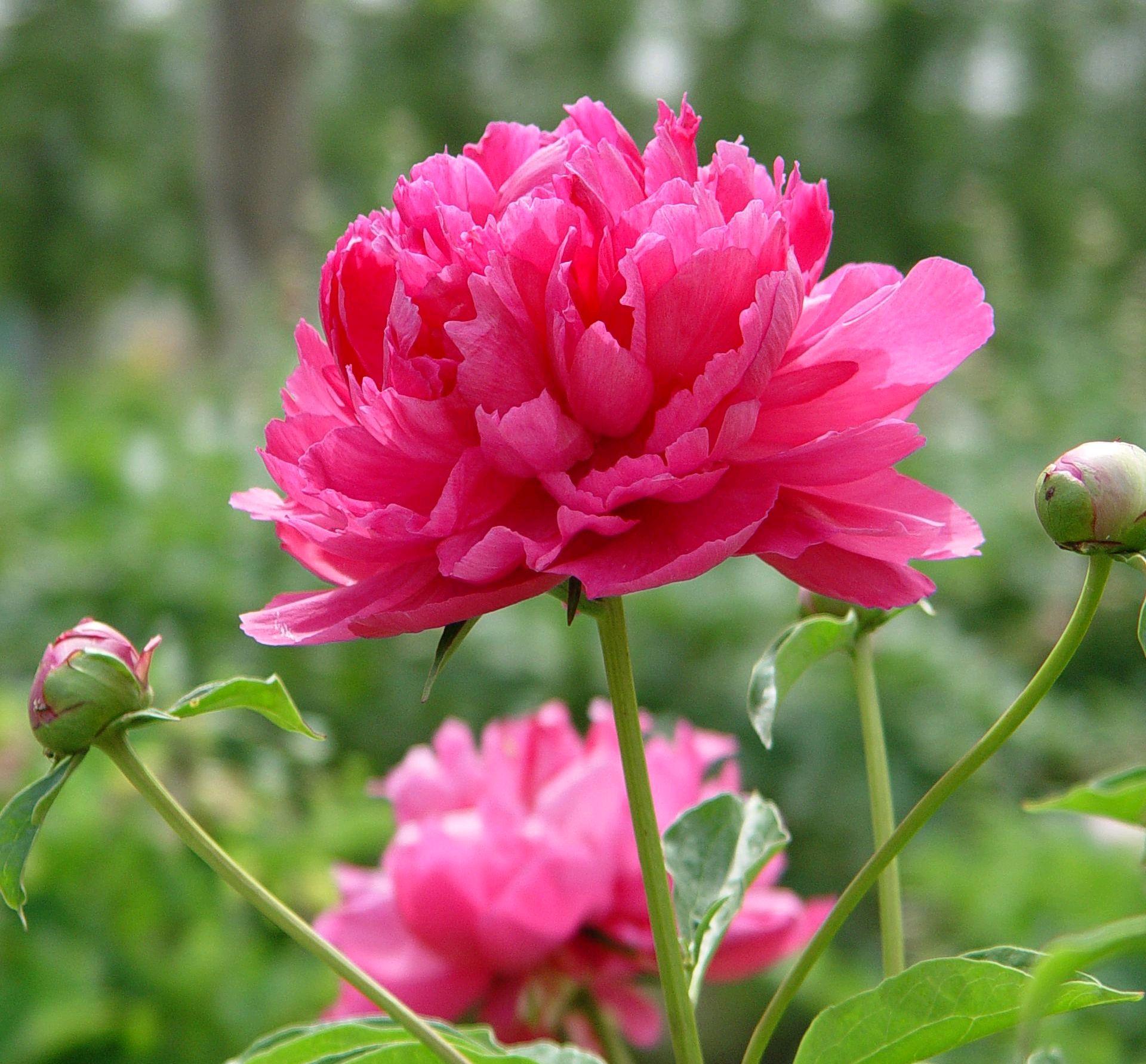 芍药花进行移栽的季节最好是在秋季,尤其是深秋季节