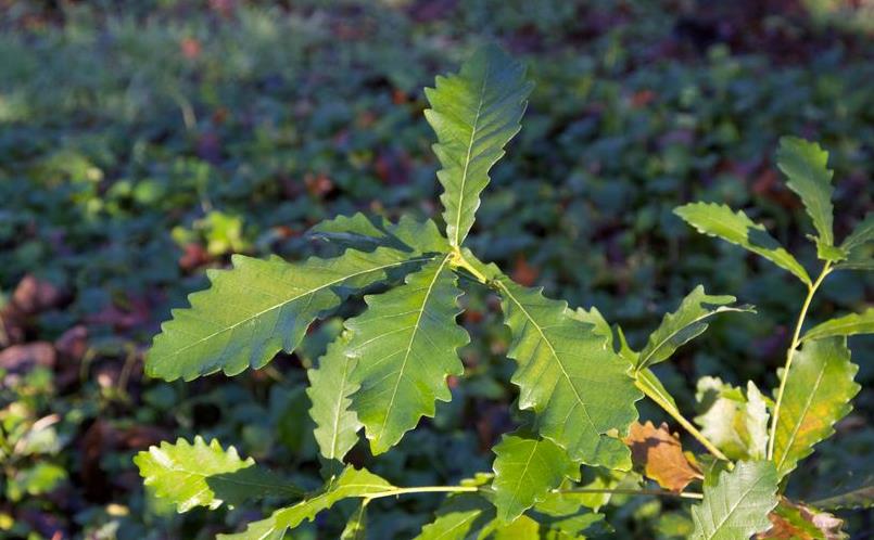 荒野维生野菜系列白栎
