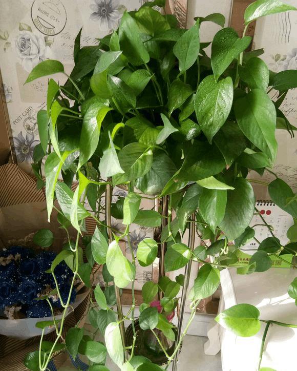 学会一1招绿萝爆盆太快挡不住