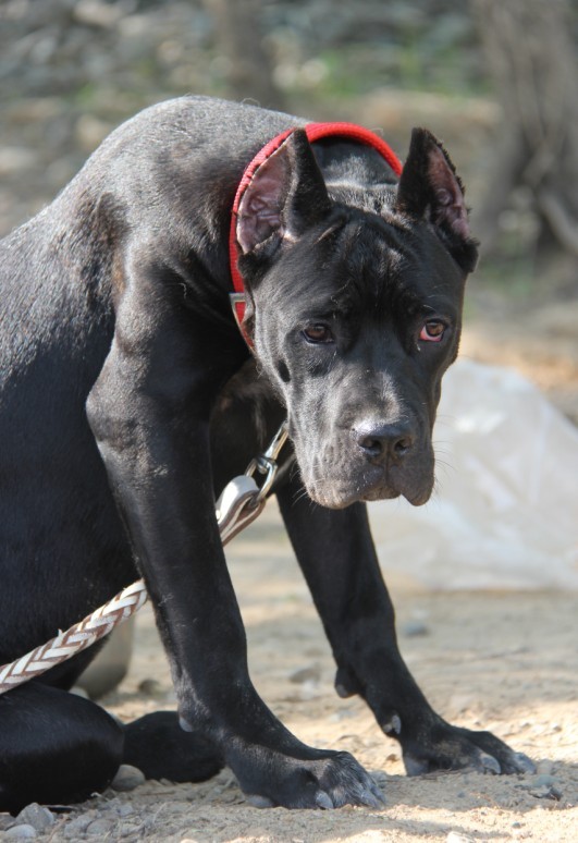 高大威猛,如帝王般沉稳,高贵优雅,具有王者气质的太阳神犬