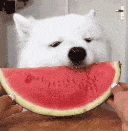 我像个在瓜田里上蹿下跳的猹