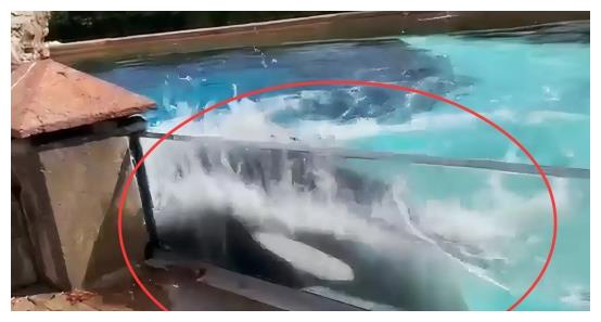 该禁止动物表演吗？<a href=