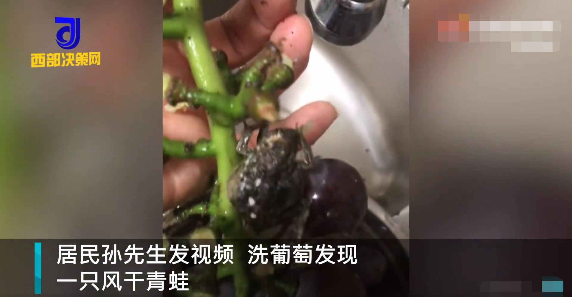 安徽一男子洗葡萄洗出风干青蛙 ：挺像干葡萄，瞬间就不想吃了