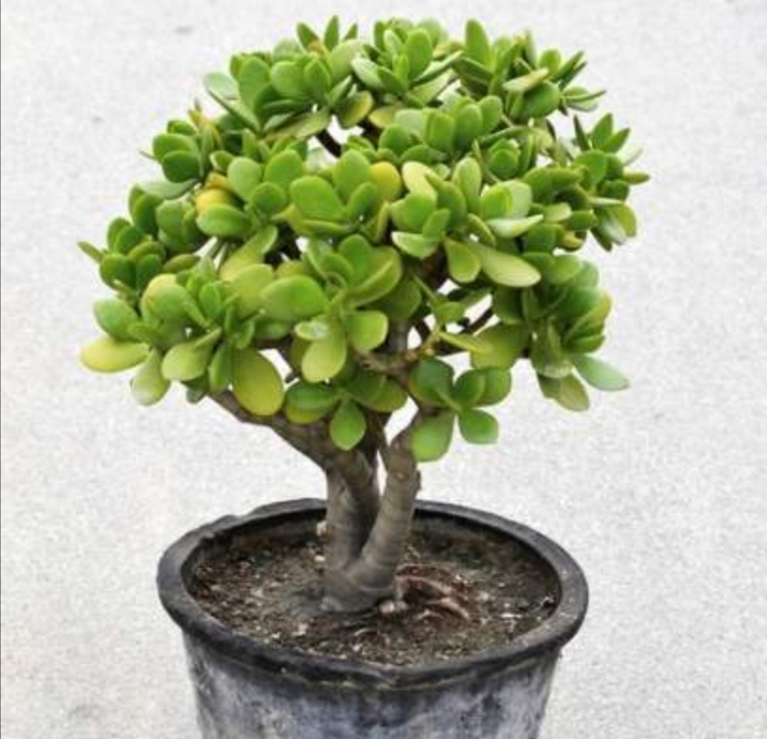 养玉树盆景如何才能让它长得粗壮只需做好几个关键养护