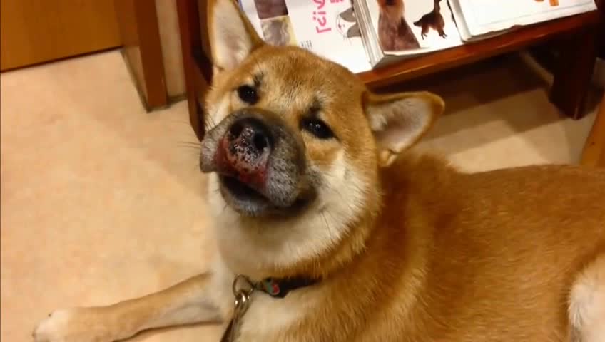 柴柴被蛇咬到鼻子直冒泡 看着有多可怜多可怜