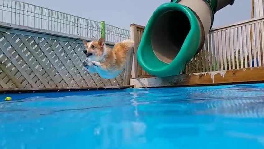 柯基半米台跳水翻臀压水花 水下视角解密"狗刨式"泳姿