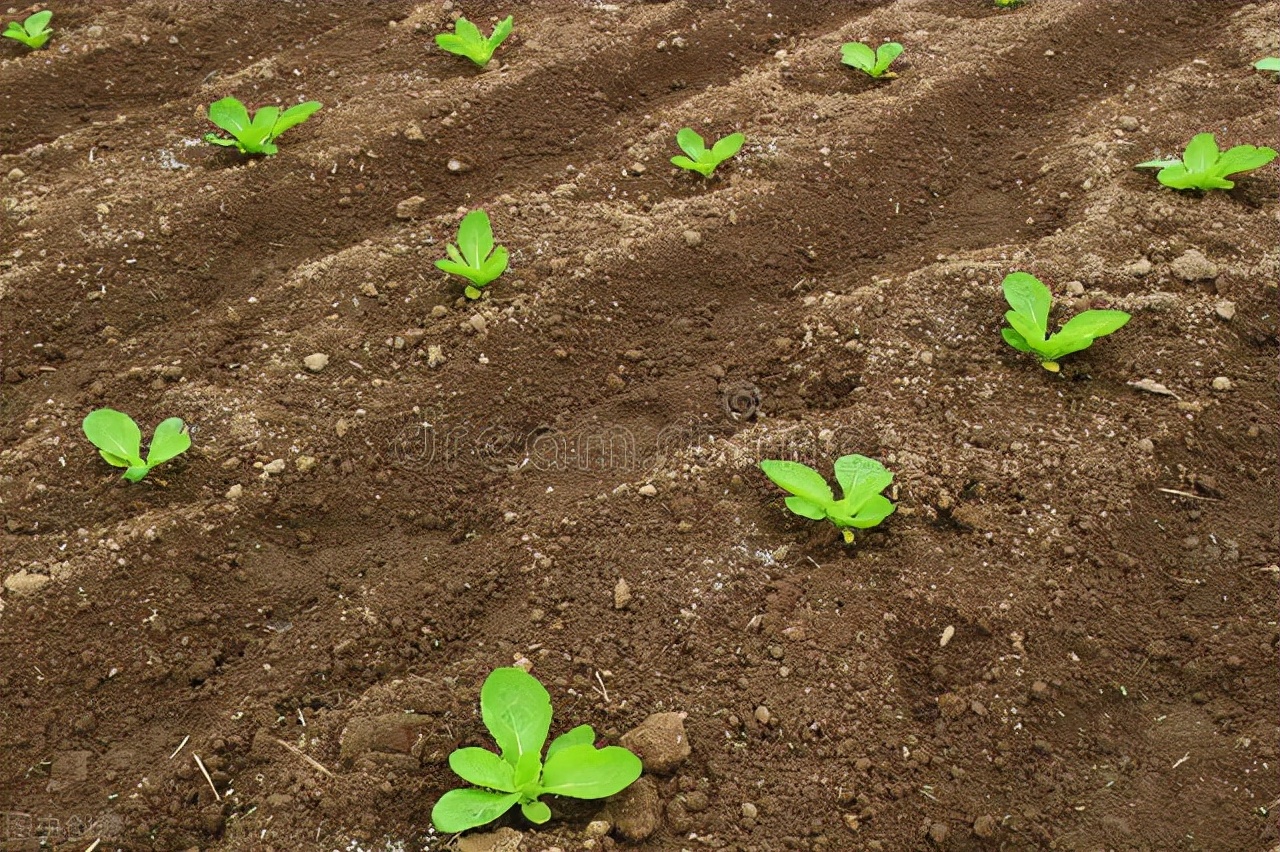大白菜的种植方法!|大白菜|幼苗|播种_新浪新闻
